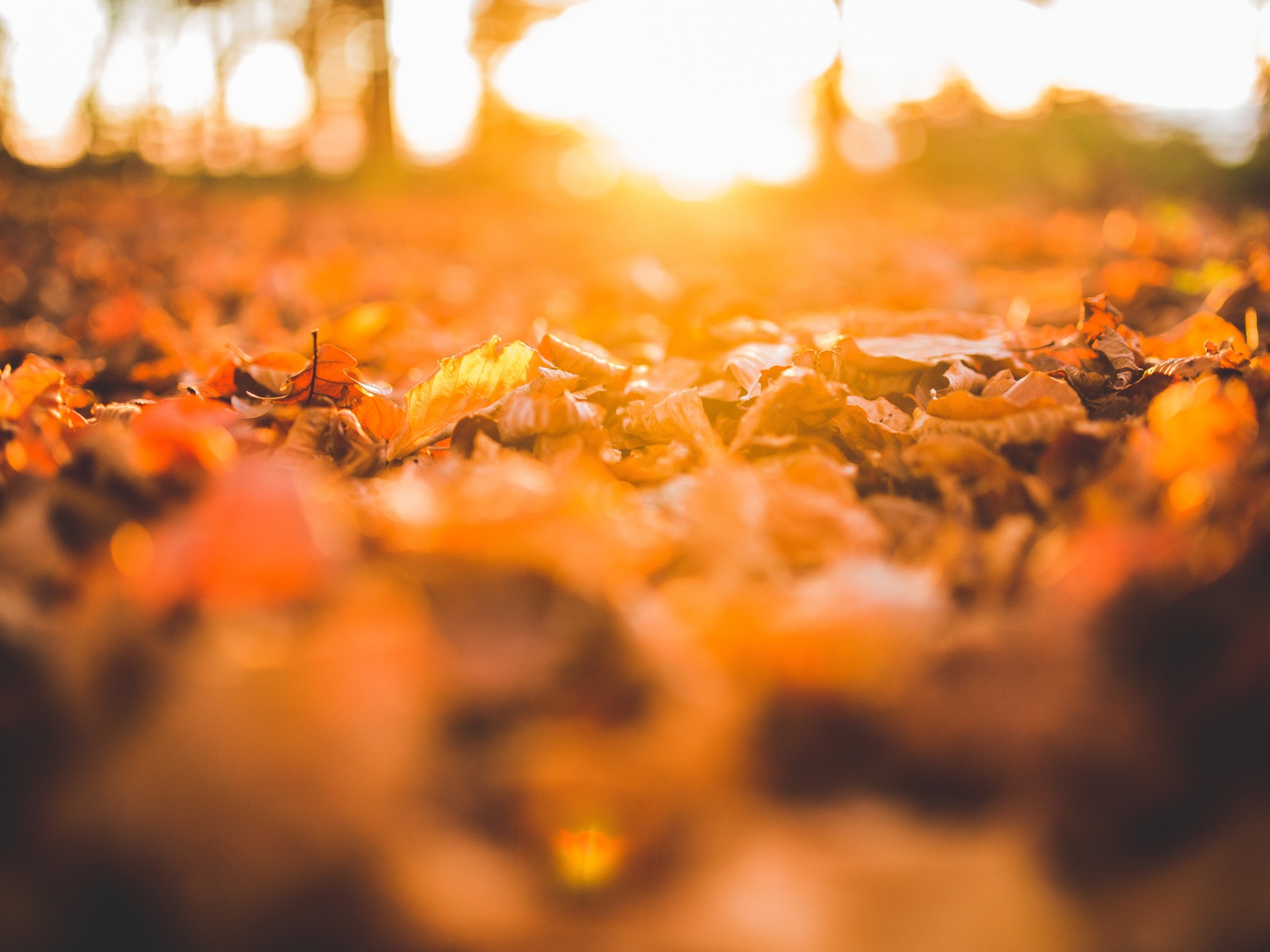 Autumn leaves on the ground